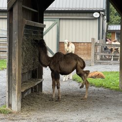 Keystone Safari - Baby camel