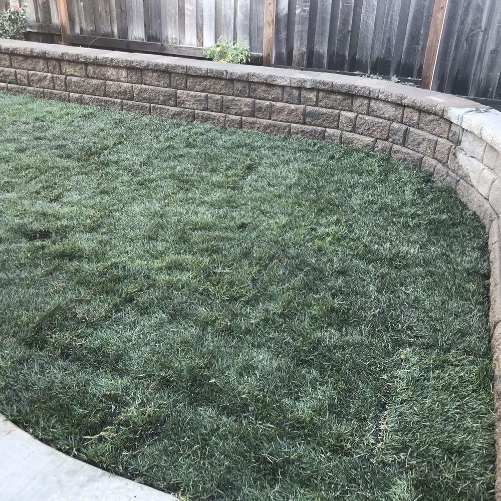 New sod installed New sod installed