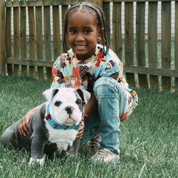 TLS Kennels - Rolley & Gooby  Blue trindle