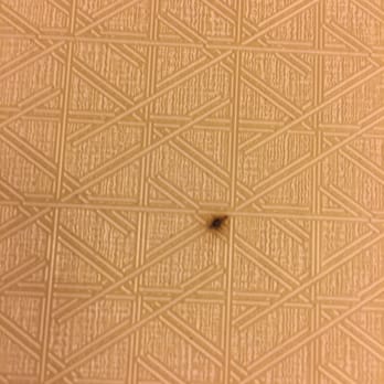 Hilton Atlanta - I don't even know "what" that is, but there are quiet a few here that look like this. - Hotels Near Me - Atlanta, Georgia Hilton Atlanta - I don't even know "what" that is, but there are quiet a few here that look like this. - Hotels Near Me - Atlanta, Georgia