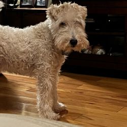 Dirty Dog Solutions - Wire haired fox terrier "before" grooming look