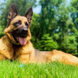 German Shepherd German Shepherd