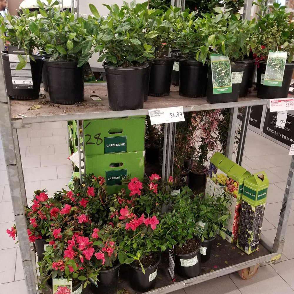 ALDI - Live plants - Grocery Near Me - Arcadia, California
