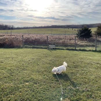Chestnut Oak Vineyard - Dog at a vineyard - Wineries Near Me - Barboursville, Virginia Chestnut Oak Vineyard - Dog at a vineyard - Wineries Near Me - Barboursville, Virginia
