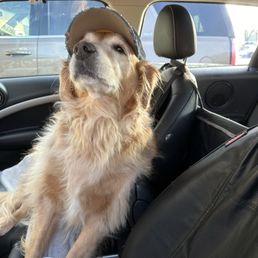 a dog sitting in the back seat of a car
