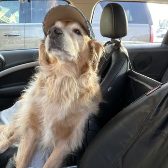 Dragon Express - a dog sitting in the back seat of a car - Chinese Near Me - Grand Haven, Michigan Dragon Express - a dog sitting in the back seat of a car - Chinese Near Me - Grand Haven, Michigan