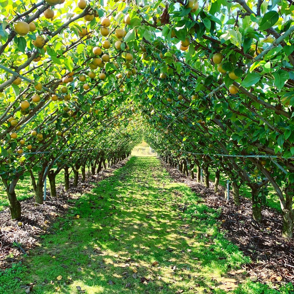 Pear picking! Pear picking!