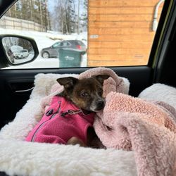 PET Emergency Treatment - A few days post op!