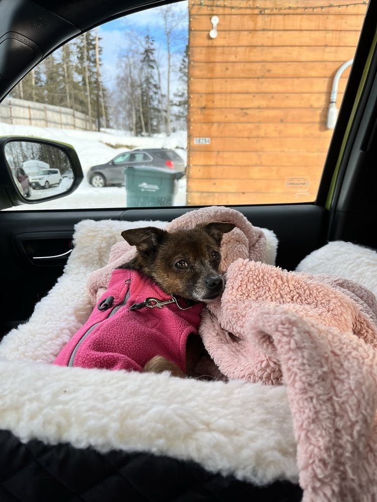 PET EMERGENCY TREATMENT Updated September 2024 16 Photos & 96