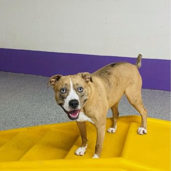 Pawparazzi Pet Resort - Archer happy to be at Pawparazzi! - Pet Training Near Me - Los Angeles, California Pawparazzi Pet Resort - Archer happy to be at Pawparazzi! - Pet Training Near Me - Los Angeles, California