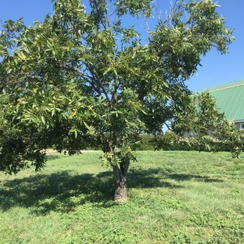 The Great San Saba River Pecan - Farmers Market Near Me The Great San Saba River Pecan - Farmers Market Near Me