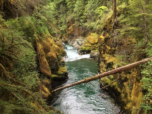 Ohanapecosh Campground by null