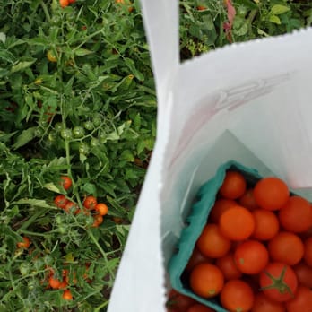 Seven Ponds Orchard - pick your own tomatos!! - Farmers Market Near Me - Water Mill, New York Seven Ponds Orchard - pick your own tomatos!! - Farmers Market Near Me - Water Mill, New York