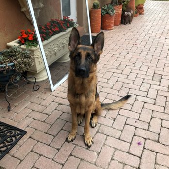 Canine Consulting Group - Baron (German Shepherd) - Pet Training Near Me Canine Consulting Group - Baron (German Shepherd) - Pet Training Near Me