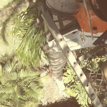 Integritree Tree Services - Tree Services Near Me - Arcadia, Florida Integritree Tree Services - Tree Services Near Me - Arcadia, Florida