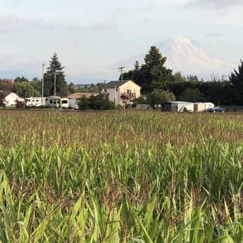Double R Farms Pumpkin Patch - Beautiful Mt.Rainer view in the corn maze - Pumpkin Patches Near Me - Puyallup, Washington