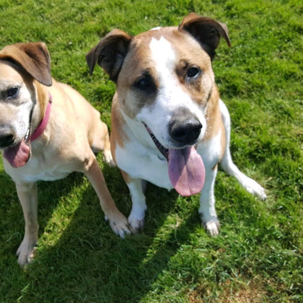 Cooper Mountain Kennel - Tired pups after playing in the Cooper Mountain Kennel yard - Pet Groomers Near Me - Beaverton, Oregon Cooper Mountain Kennel - Tired pups after playing in the Cooper Mountain Kennel yard - Pet Groomers Near Me - Beaverton, Oregon