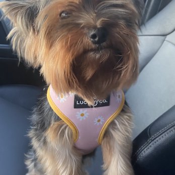 Le Paws - Rose is here to get her groom on for da summer - Pet Groomers Near Me - San Antonio, Texas