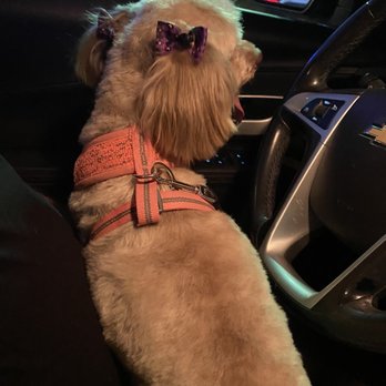 PetSmart Grooming - Dog just groomed. - Pet Groomers Near Me - Palmdale, California PetSmart Grooming - Dog just groomed. - Pet Groomers Near Me - Palmdale, California