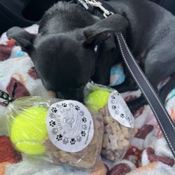 A Dog's Spot