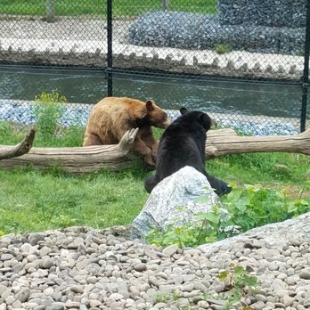 Hersheypark - Bears! - Amusement Parks Near Me - Hershey, Pennsylvania Hersheypark - Bears! - Amusement Parks Near Me - Hershey, Pennsylvania
