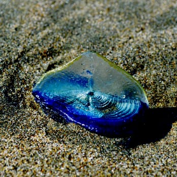 Ocean Beach - Velella Velella - Parks Near Me - San Francisco, California