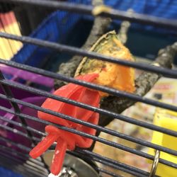 Moldey food in bird cage was there for over 3 days