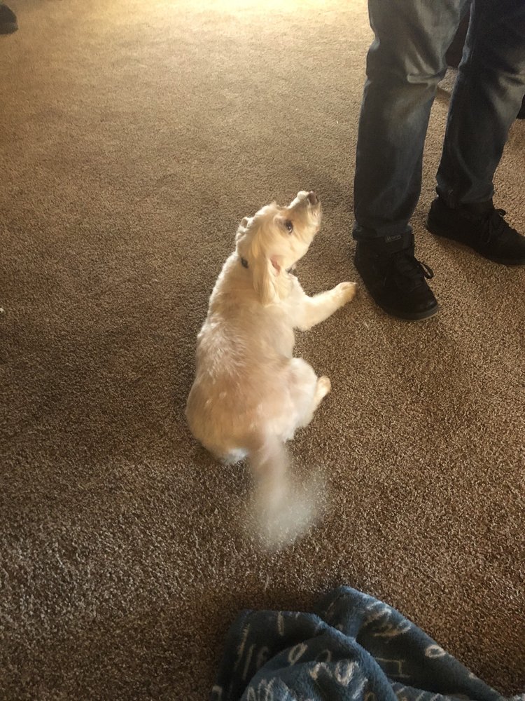 GROOMING TAILS Updated March 2024 4309 S 6th St, Klamath Falls