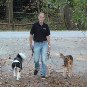Topline K9 Solutions - Trainer Mark walking with polite dogs who don't pull arm sockets out :) - Pet Training Near Me - Raleigh, North Carolina