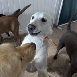Dogtown Pet Spa - Lake with more friends
