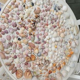 A few shells found on the beach A few shells found on the beach