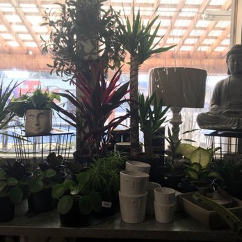 Vanhoff 's Garden Center - Cool tropical trees and plant selection. - Gardeners Near Me - Coeur D Alene, Idaho