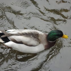 Coryell's Ferry - A duck! The turtles were too fast for the camera.