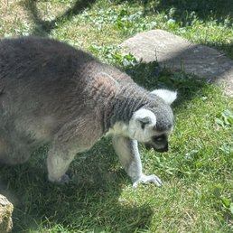 Lemur Lemur