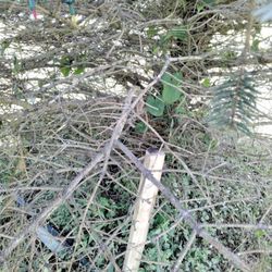 Roots Up Plant Health - Condition the tree was in when I first saw the damage