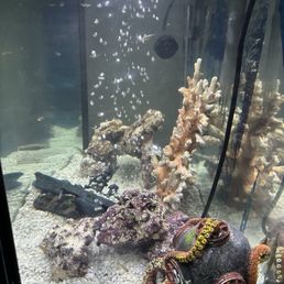 My tank My tank