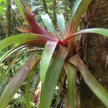 El Yunque Rainforest - Tropical plants - Hiking Near Me - Luquillo, Puerto Rico El Yunque Rainforest - Tropical plants - Hiking Near Me - Luquillo, Puerto Rico
