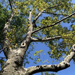 North Hudson Park - Oak Trees