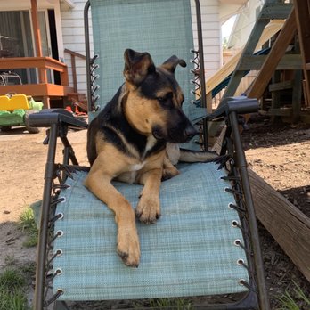 Brooklyn Road Veterinary Clinic - Bella stealing a seat for a quick break! - Veterinarians Near Me - Jackson, Michigan Brooklyn Road Veterinary Clinic - Bella stealing a seat for a quick break! - Veterinarians Near Me - Jackson, Michigan