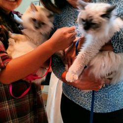 St Mark's Episcopal Church - 2 very well behaved and brave cats at the blessings of the animals. Many, many large dogs also in church