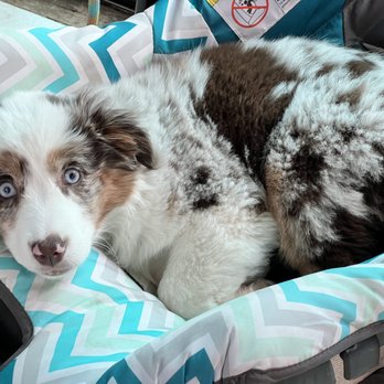 Back Country Aussies - Bella Aloha - Pet Breeders Near Me