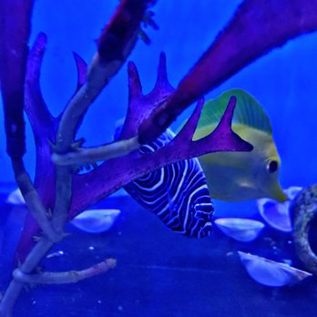 Orange Park Aquatics - Pet Stores Near Me - Orange Park, Florida Orange Park Aquatics - Pet Stores Near Me - Orange Park, Florida