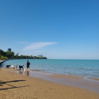 Mutt Jackson at Montrose Dog Beach - Montrose Dog Beach - Pet Groomers Near Me - Chicago, Illinois Mutt Jackson at Montrose Dog Beach - Montrose Dog Beach - Pet Groomers Near Me - Chicago, Illinois