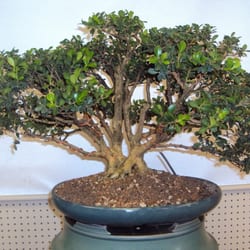 Timeless Trees Bonsai Nursery - Instructor Ken's Boxwood