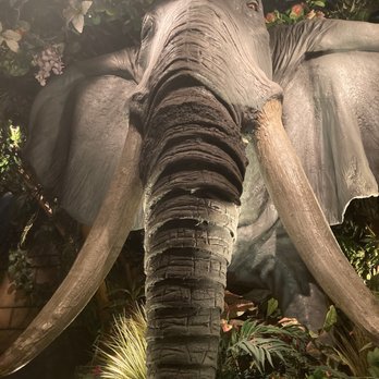 Rainforest Cafe - American Near Me - San Antonio, Texas