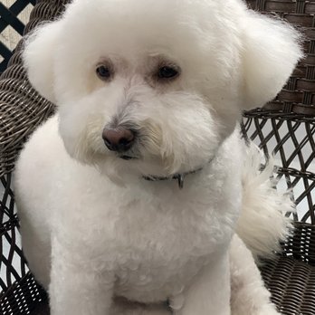 Pampered Pet - Sally looks amazing! - Pet Groomers Near Me - Riverside, California
