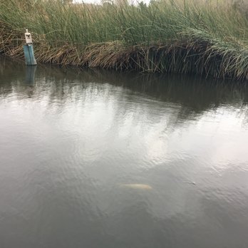 Neary Lagoon - Koi! - Parks Near Me - Santa Cruz, California Neary Lagoon - Koi! - Parks Near Me - Santa Cruz, California