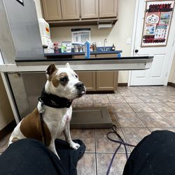 Dove Creek Animal Hospital