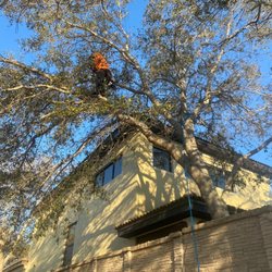 Lopez Tree Trimming & Landscape Services
