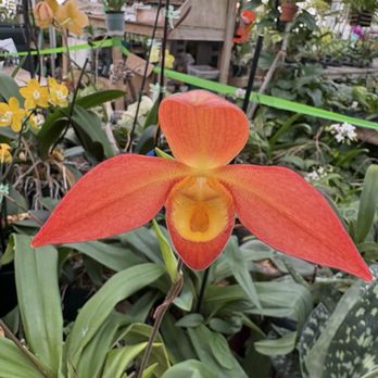 Owens Orchids - Nurseries & Gardening Near Me - Pisgah Forest, North Carolina Owens Orchids - Nurseries & Gardening Near Me - Pisgah Forest, North Carolina